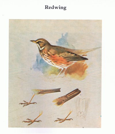 Redwing, pub. by Book Club Associates, 1972 by Archibald Thorburn